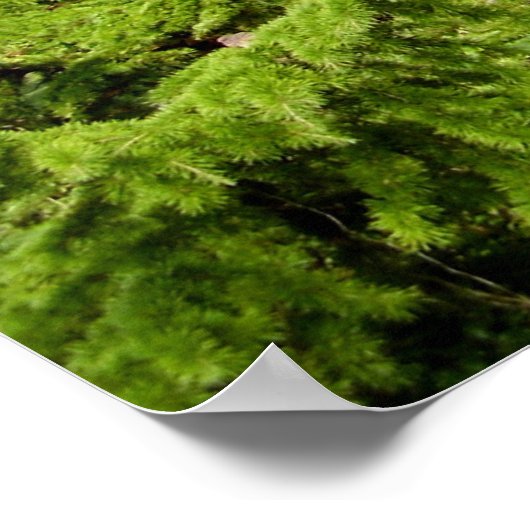 Poster van de Cedar-of-Libanon-boom (Hoek)