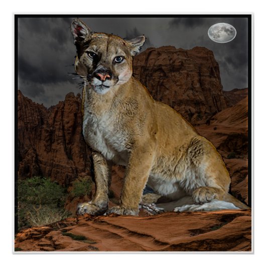 poster van de cougar (Voorkant)