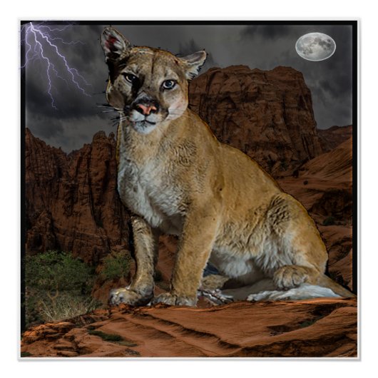 poster van de cougar (Voorkant)