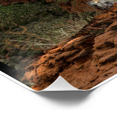 poster van de cougar (Hoek)