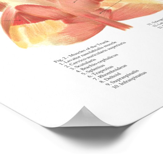 Poster van de Dog Musculair Anatomie (Hoek)