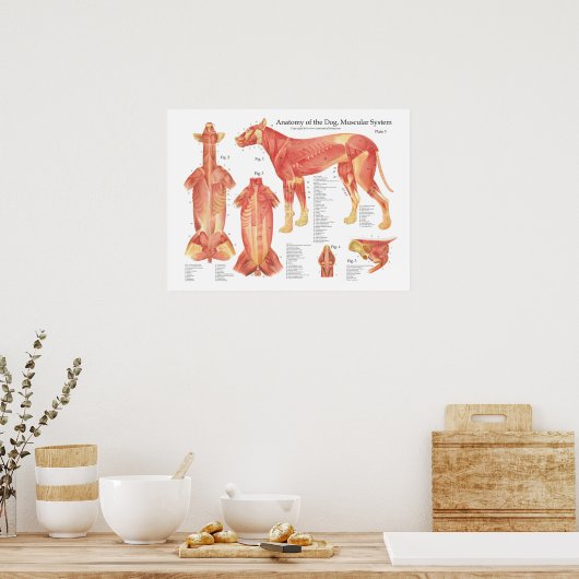 Poster van de Dog Musculair Anatomie (Keuken)