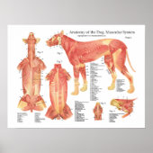 Poster van de Dog Musculair Anatomie (Voorkant)