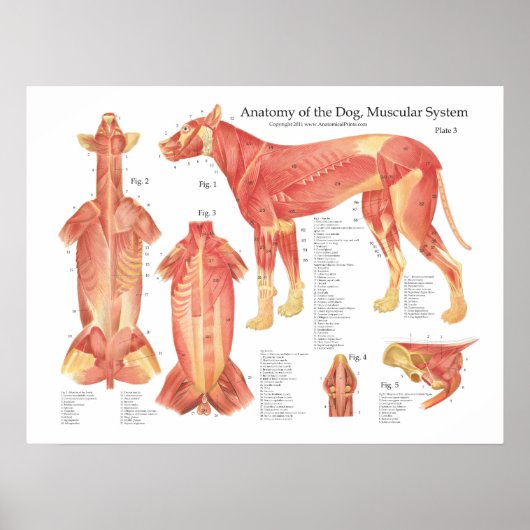 Poster van de Dog Musculair Anatomie (Voorkant)