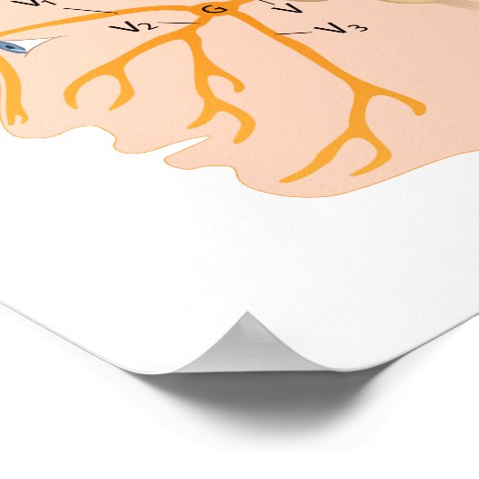 Poster van de driehoekige zenuwen (Hoek)