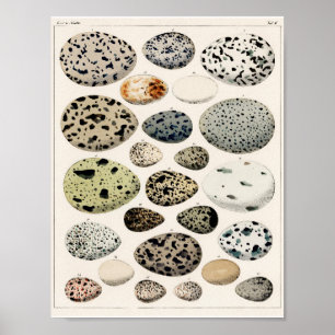 POSTER VAN DE EIEREN VAN VINTAGE BIRD 1843 ILLUSTR