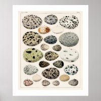 POSTER VAN DE EIEREN VAN VINTAGE VOGELS 1843 ILLUS