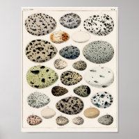 POSTER VAN DE EIEREN VAN VINTAGE VOGELS 1843 ILLUS