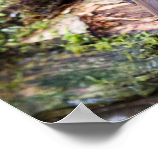 Poster van de Europese Robin on log (Hoek)