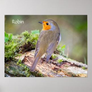 Poster van de Europese Robin on log