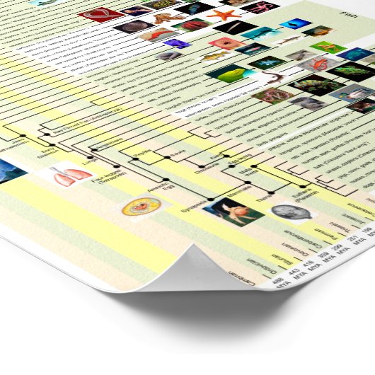 Poster van de evolutie van de levensloop (Hoek)