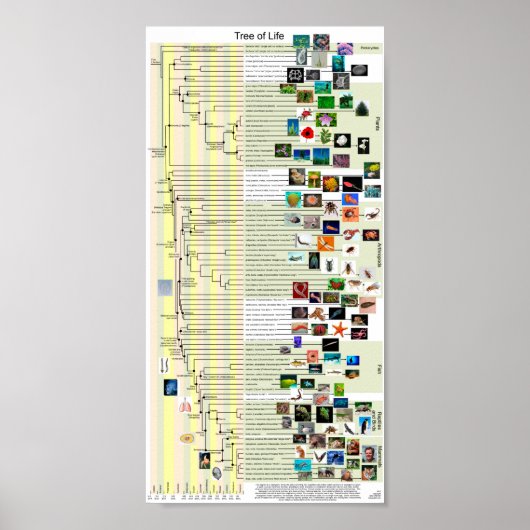 Poster van de evolutie van de levensloop (Voorkant)