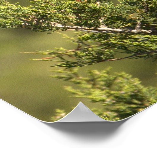 Poster van de Geel-volle Night Heron (Hoek)