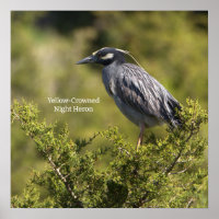 Poster van de Geel-volle Night Heron