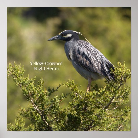 Poster van de Geel-volle Night Heron (Voorkant)