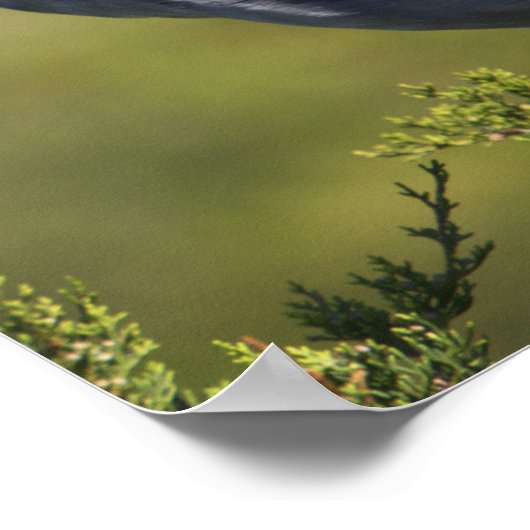 Poster van de Geel-volle Night Heron (Hoek)