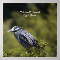 Poster van de Geel-volle Night Heron