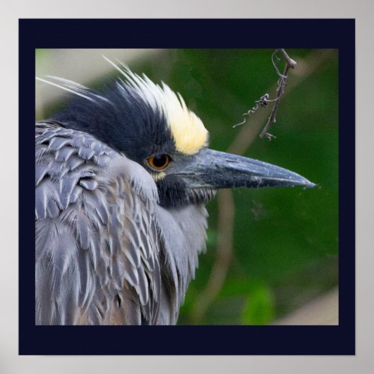 Poster van de Geel-volle Night Heron (Voorkant)