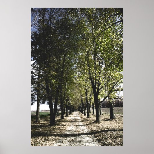 poster van de gele bosbouw (Voorkant)