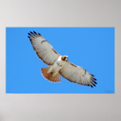 Poster van de gevlekte Hawk met Rode Tailed (Voorkant)