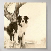 Poster van de Grens Collie (Voorkant)
