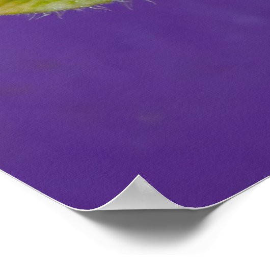 Poster van de groene en witte dame Slipper Orchid (Hoek)