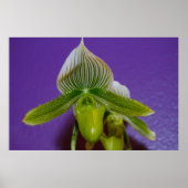 Poster van de groene en witte dame Slipper Orchid (Voorkant)