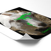 Poster van de groene geitengalerij met "Pushy" (Hoek)