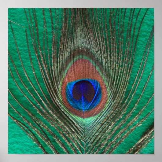 Poster van de groene pacock (Voorkant)