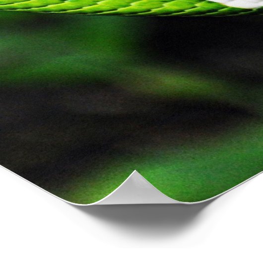 Poster van de grote groene boomslang (Hoek)