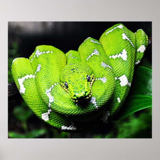 Poster van de grote groene boomslang (Voorkant)