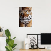 Poster van de grote tijger (Thuiskantoor)