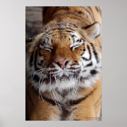 Poster van de grote tijger (Voorkant)