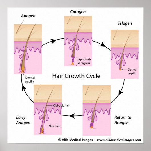 Poster van de haargroeicyclus (Voorkant)