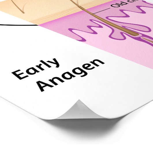 Poster van de haargroeicyclus (Hoek)