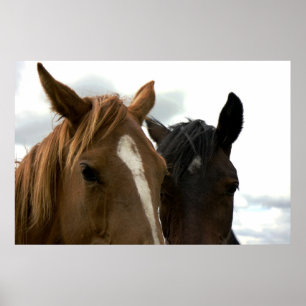 poster van de horsey