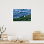 Poster van de IJslandse papegaaivogel (Keuken)