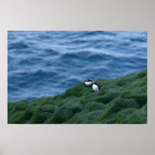 Poster van de IJslandse papegaaivogel