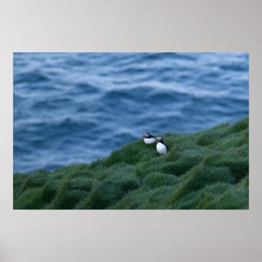 Poster van de IJslandse papegaaivogel (Voorkant)