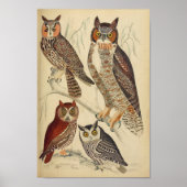  Poster van de Illustratie van de Owl (Voorkant)