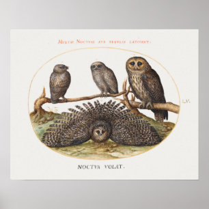 Poster van de Illustratie van de Owl