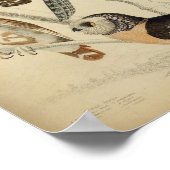  Poster van de Illustratie van de Owl (Hoek)