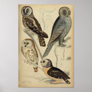 Poster van de Illustratie van de Owl