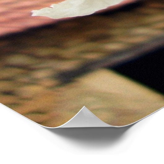 Poster van de Indische Bean Tree Flowers (Hoek)