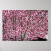 Poster van de Japanse Cherry Blossom (Voorkant)