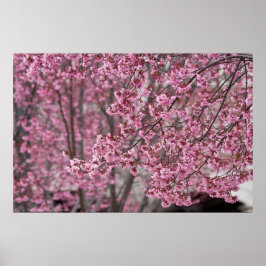 Poster van de Japanse Cherry Blossom