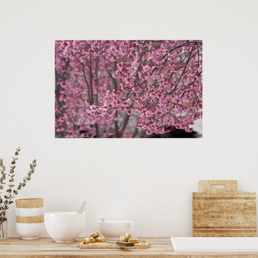 Poster van de Japanse Cherry Blossom (Keuken)