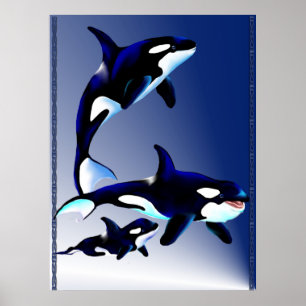 Poster van de Killer Whale Family