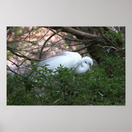 Poster van de Kleine Zilverreiger (Voorkant)