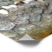 Poster van de krokodillegalligatortand (Hoek)